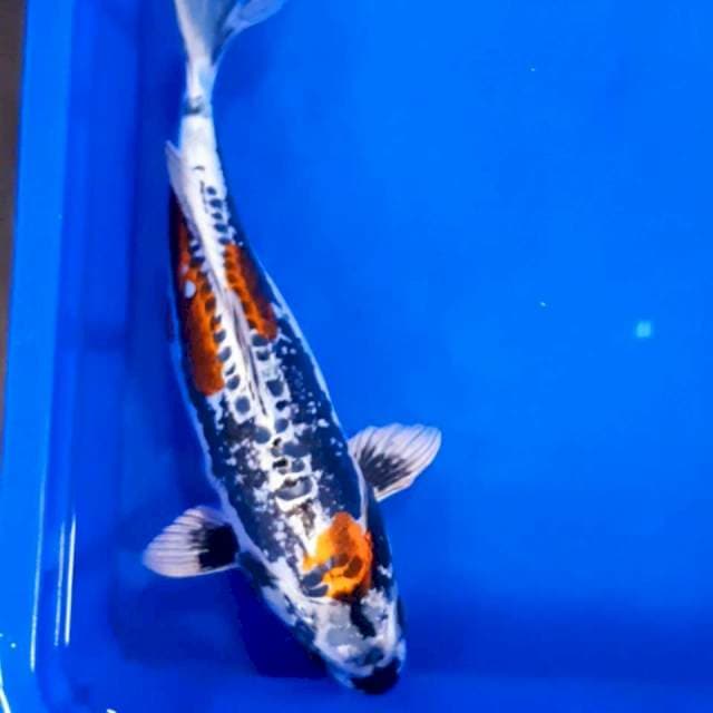 Kikko halus 36 cm