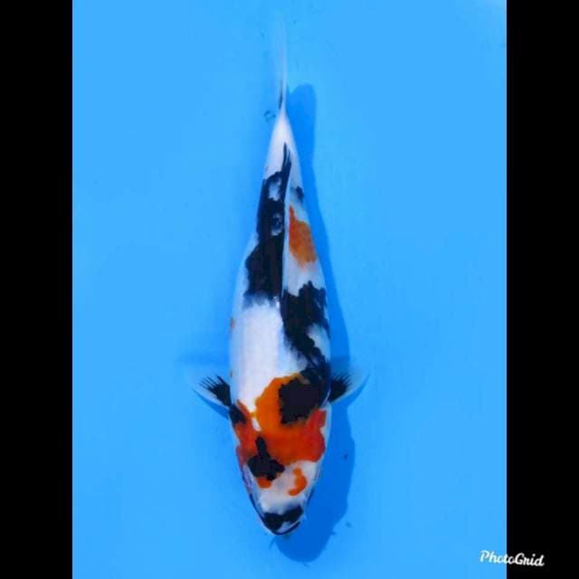 29cm ,Kindai Showa