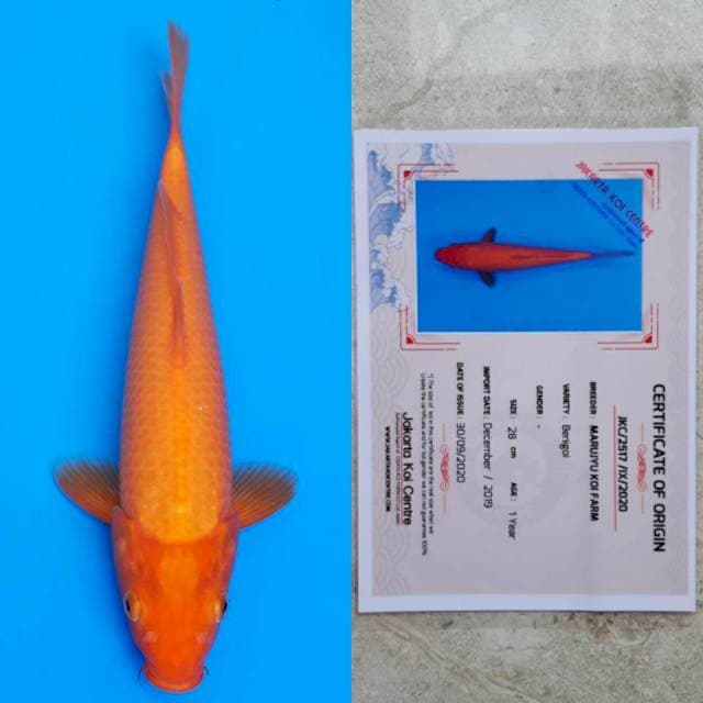marujyu benigoi 33cm