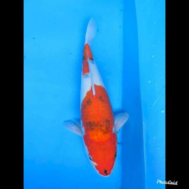 44cm , Jumbo Showa