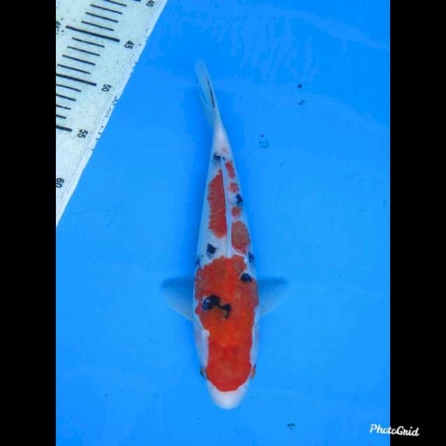 28cm , Sanke