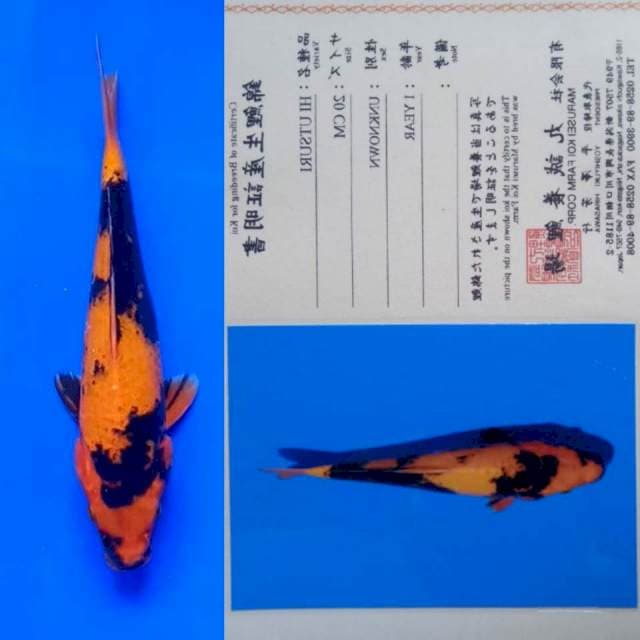 Hi Utsuri 25bu Marusei Koi Farm