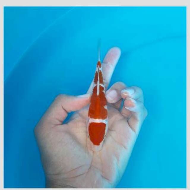 Kohaku sq 15cm juooossss😁