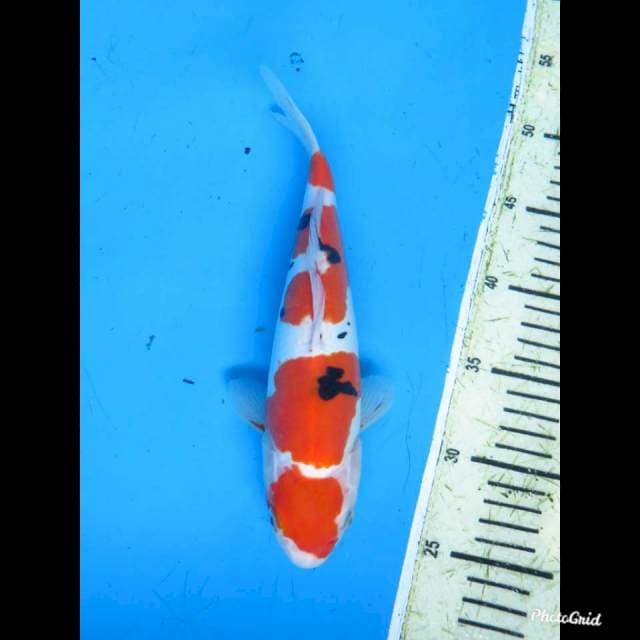 30cm , Sanke doitsu Murni