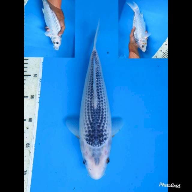 31cm , Asagi