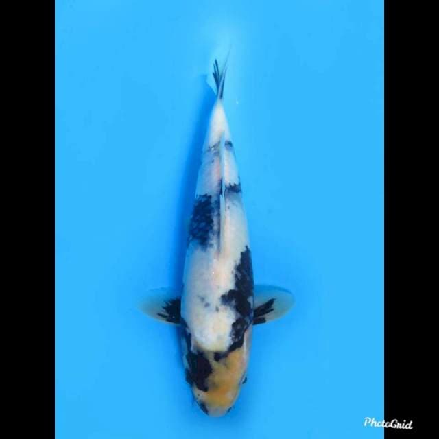24cm Male , Shiro Tategoi
