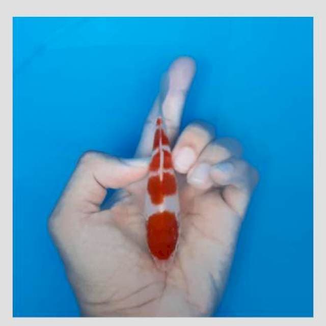 Original 5 step super kohaku 15cm