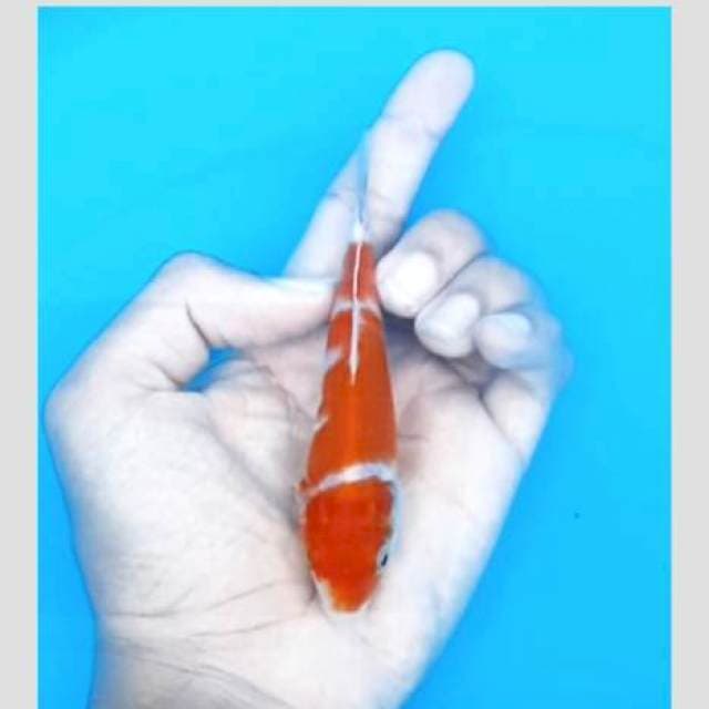 Nice 15cm kohaku 3step