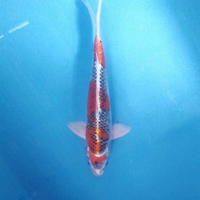 Kujaku, 32 cm