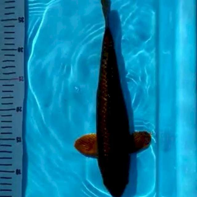 Caghoi Ginrin full joss.. Jumbo