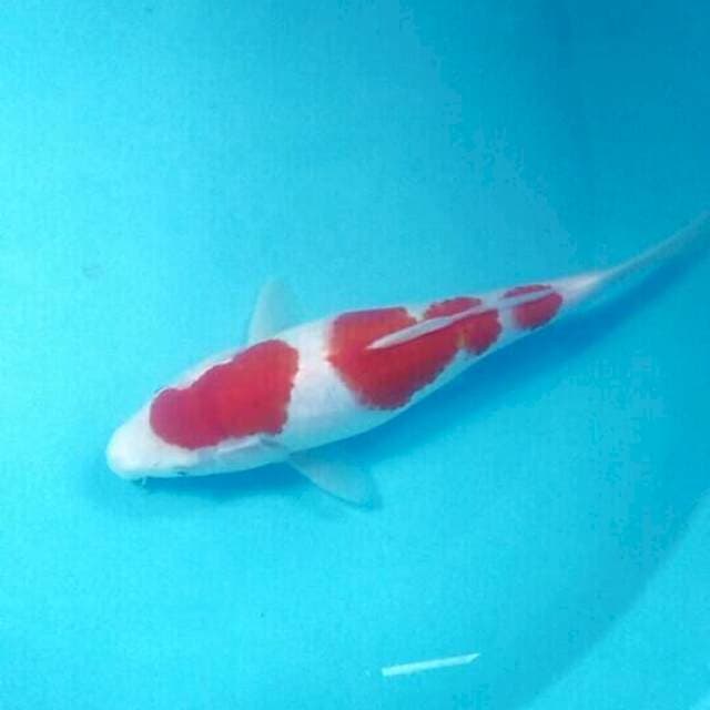 Kohaku, 28 cm