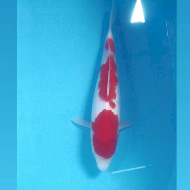 Kohaku Super Red, 31 cm