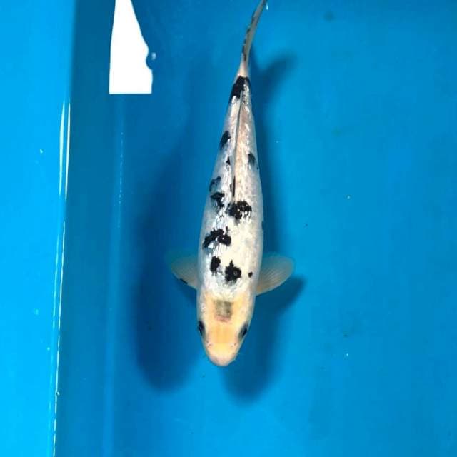 Bekko Ginrin, 21 cm body torpedo