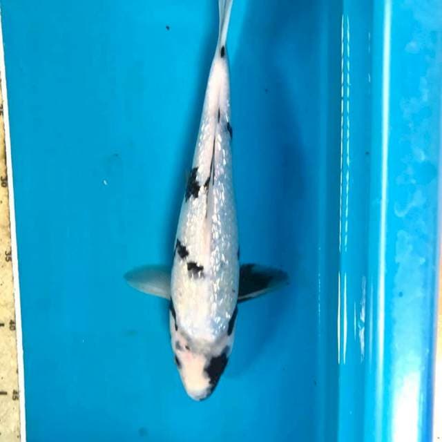Shiro Ginrin, 28 cm