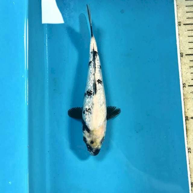 Shiro Ginrin, 23 cm