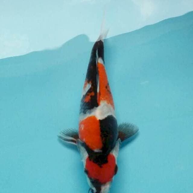 Showa sansoku