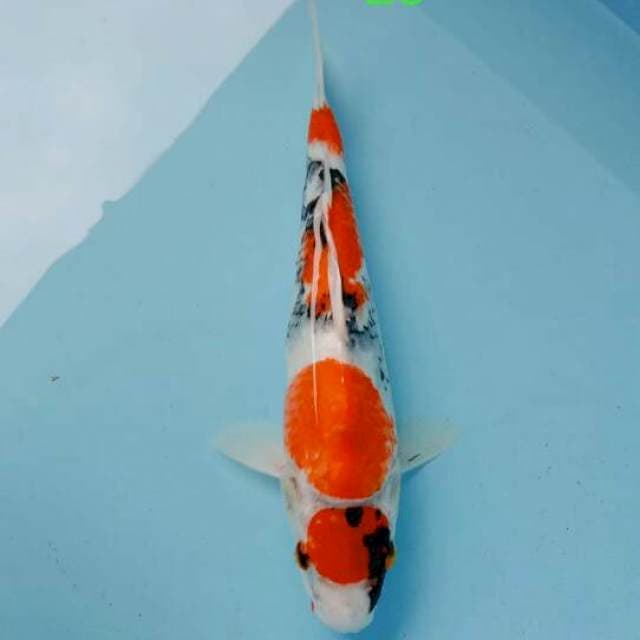 Maruten showa tategoi