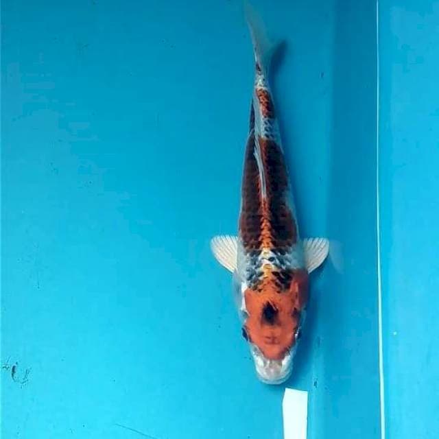 Kujaku 20cm