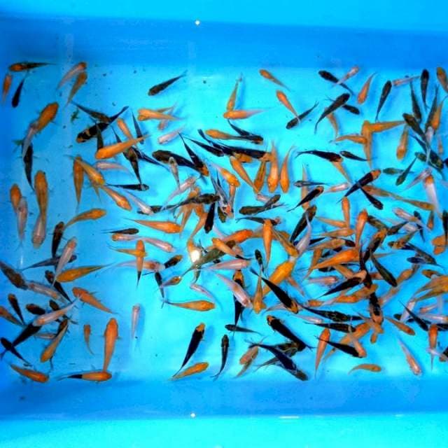 5cm+- ,100ekor Mix 1 Kohaku , showa , goromo , showa doitsu
