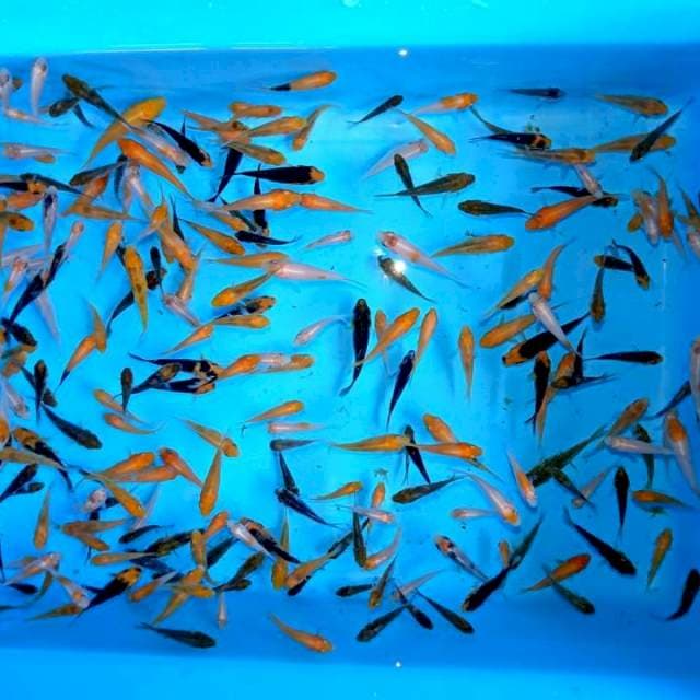 5cm+- , 100eko Mix 4 Kohaku , showa , goromo , showa doitsu
