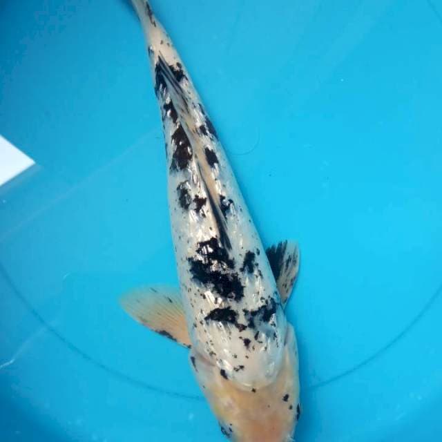 Bekko gindrin punuk