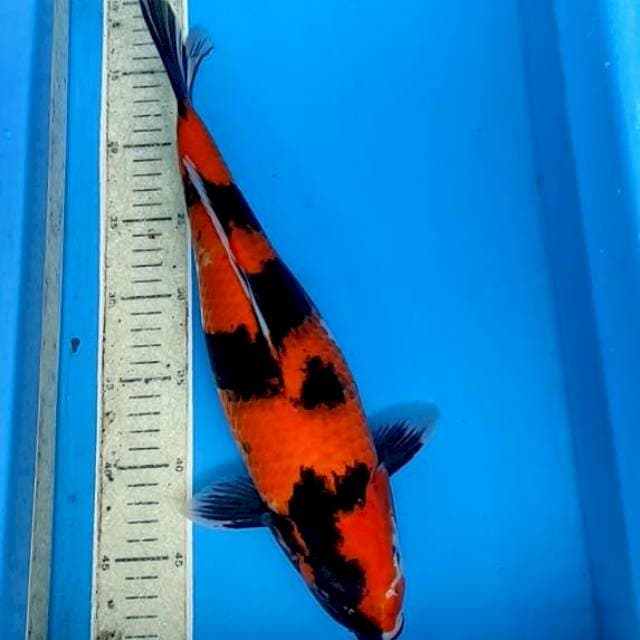 Hi Showa 40cm.