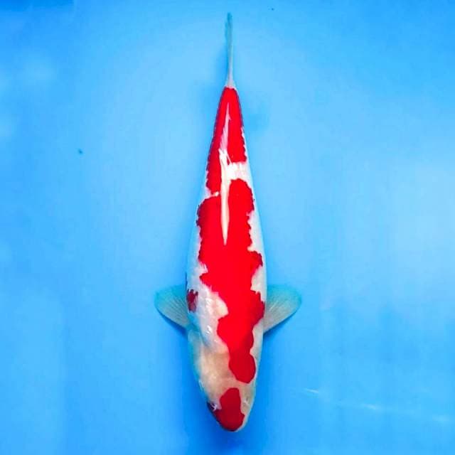 KOHAKU BULLKY MERAH