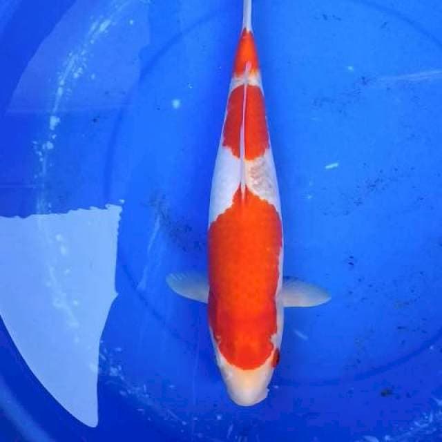 Sandan kohaku merah strong