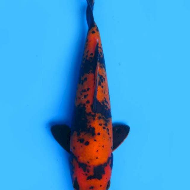 26cm , Utsuri Kanoko HQ