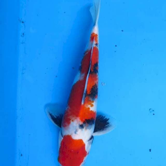 35cm , Showa Merah Darah