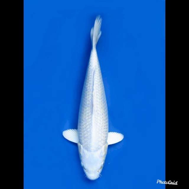 37cm Female , JT Platinum Putih Bersih