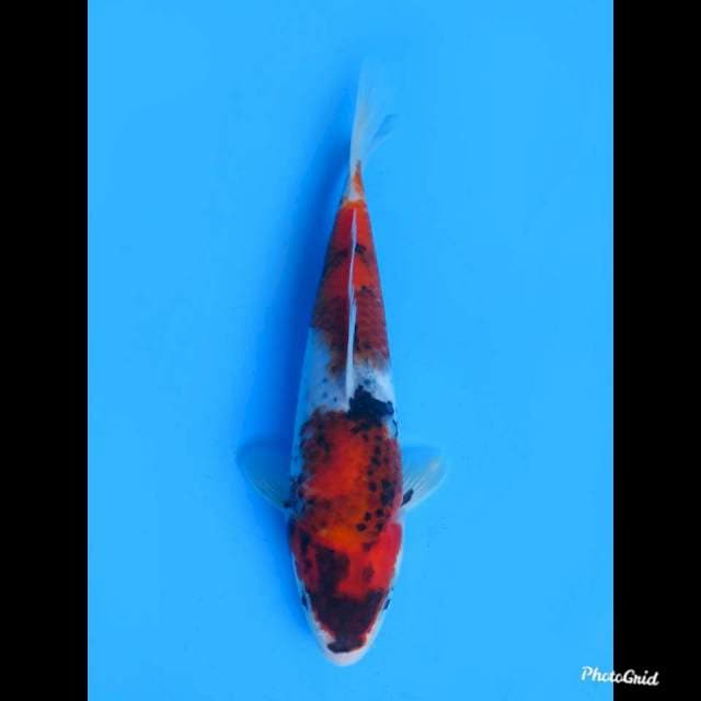 24cm Male , Goromo Showa