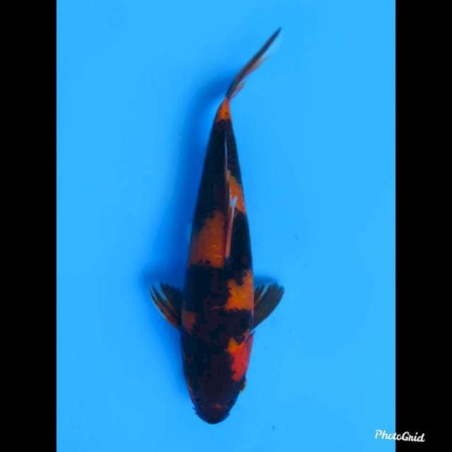 25bu Male , Hi Utsuri