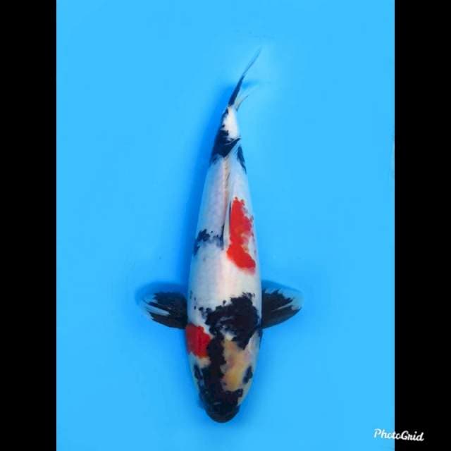 30cm male , JT Kindai Showa