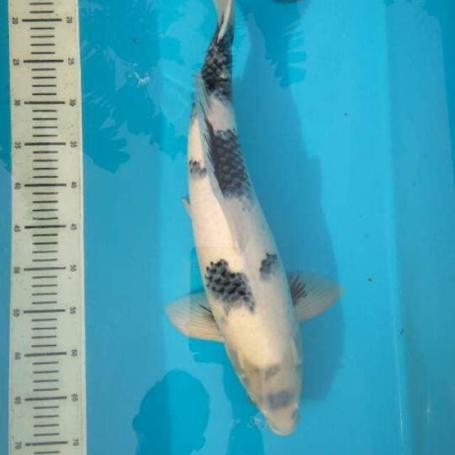 SHIRO, Male 60cm