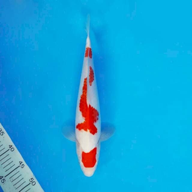 SABOTTEN 4 - KOHAKU ®
