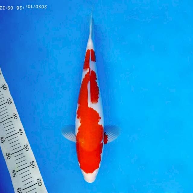 SABOTTEN 6 - KOHAKU ®