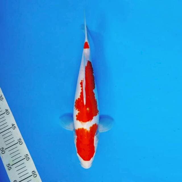 SABOTTEN 15 - KOHAKU ®