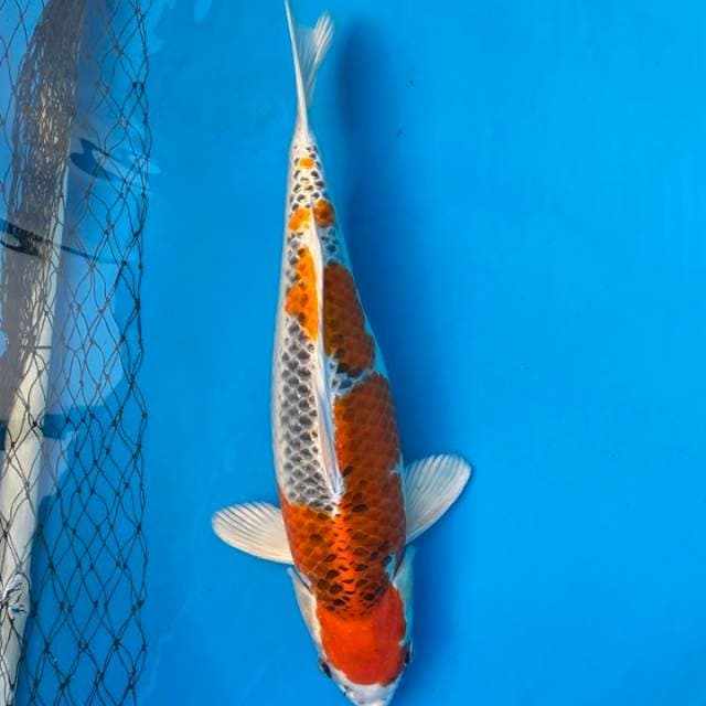 Female 45cm