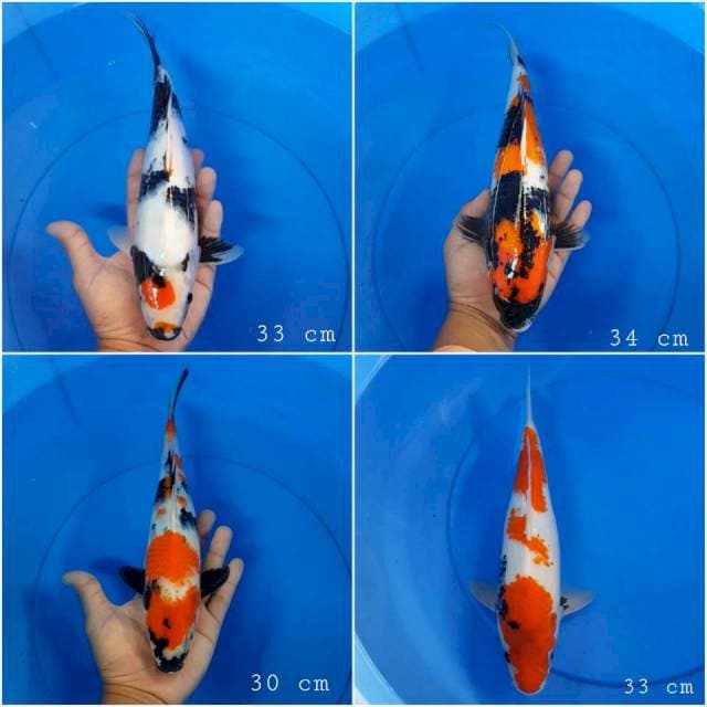 Paket 4 ekor bagus