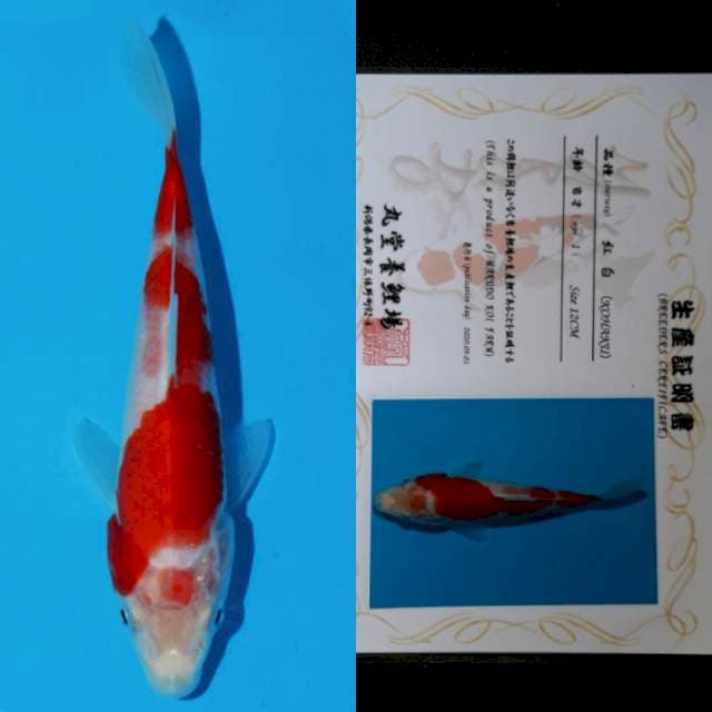 oishi kohaku 12cm serty