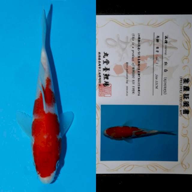 marudo kohaku 12cm serty
