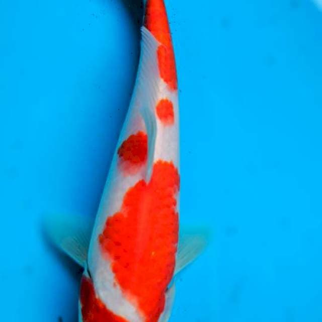 Kohaku 22cm ory
