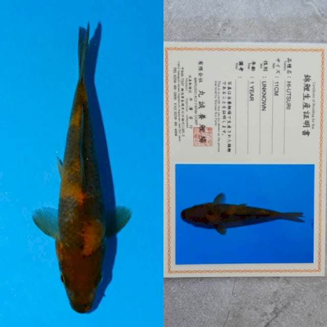 marusei hi-utsuri 12cm serty