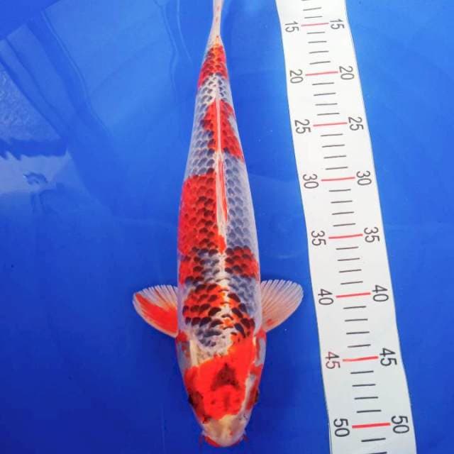 Kujaku 40cm