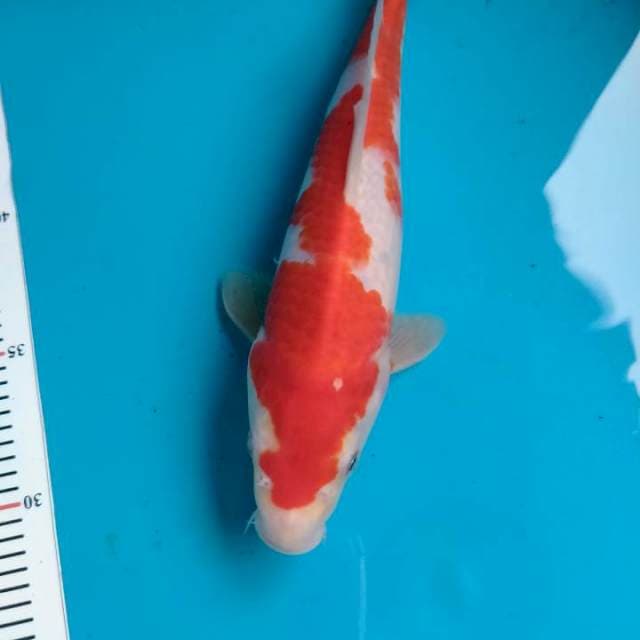 Kohaku 25cm