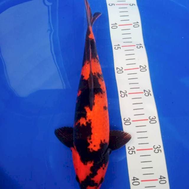 Hiutsuri 37cm