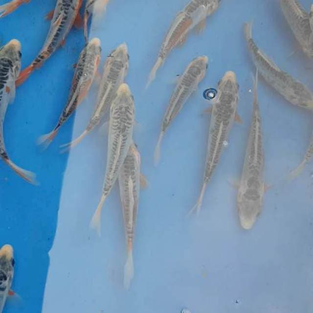 Paket Shusui 10 Ekor
