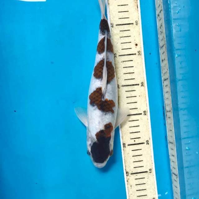 Goromo, 29 cm