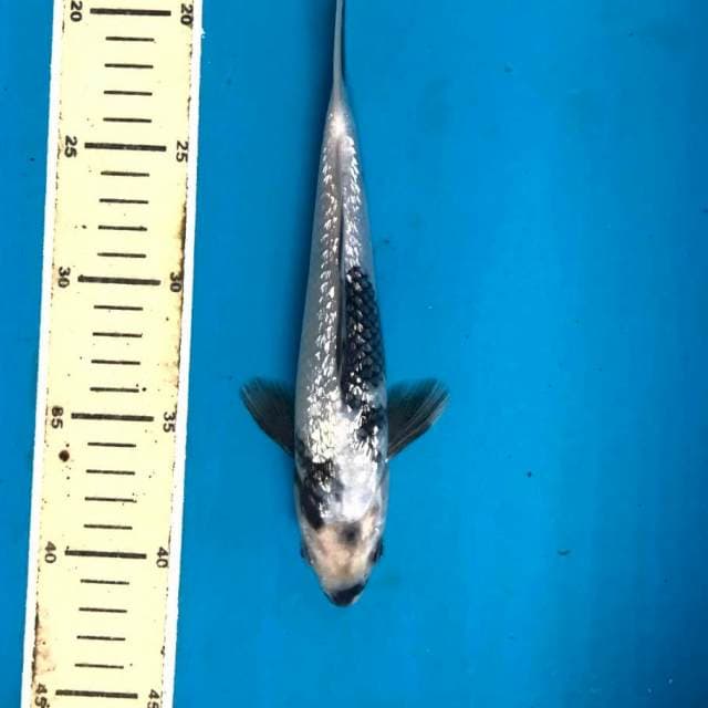 Shiro Ginrin, 22 cm